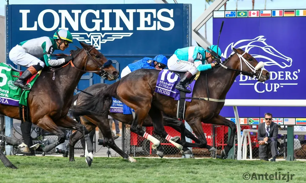 WhatsApp Image 2024-11-02 at 17.52.19