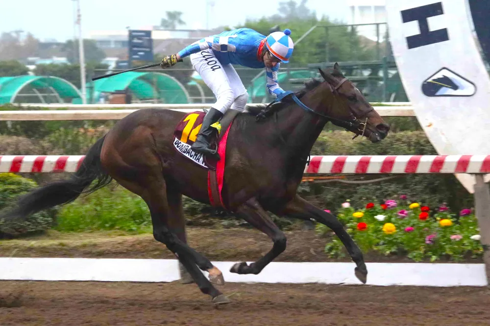 14a BOMBACHA VELOZ (4)