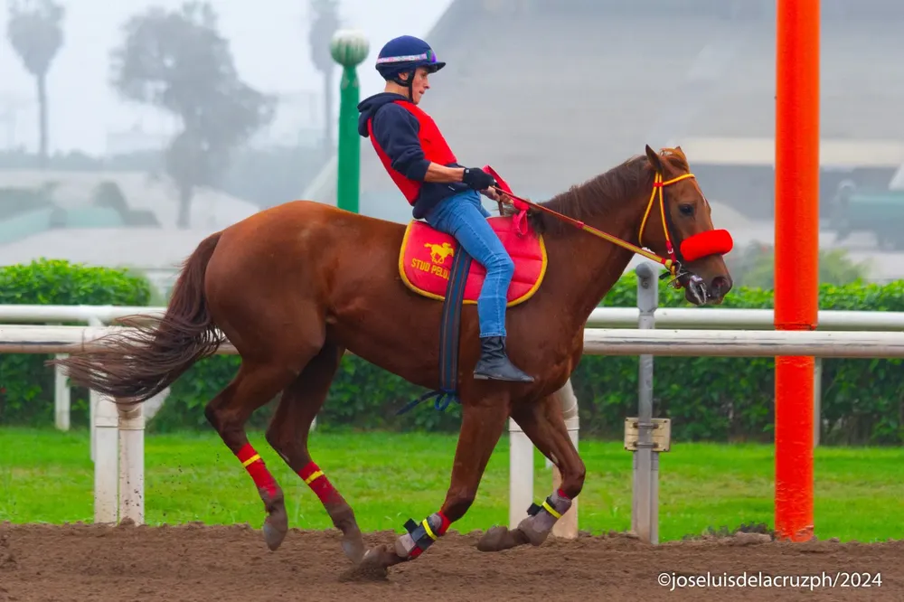 WhatsApp Image 2024-08-01 at 19.13.08